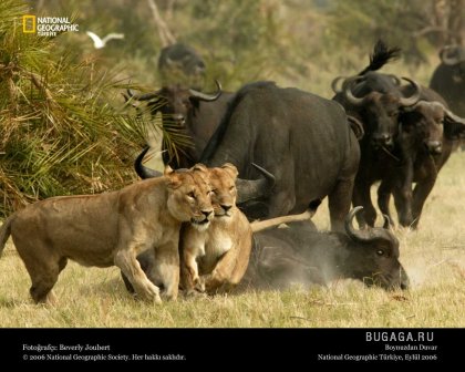 Фотографии от National Geographic(часть 2)