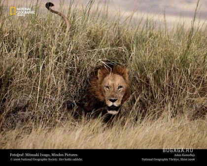 Фотографии от National Geographic(часть 2)