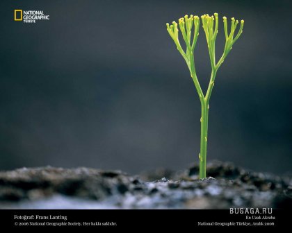 Фотографии от National Geographic(часть 2)