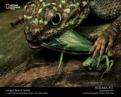 Фотографии от National Geographic(часть 2)