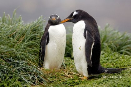 Пост, посвященный пингвинам:-)