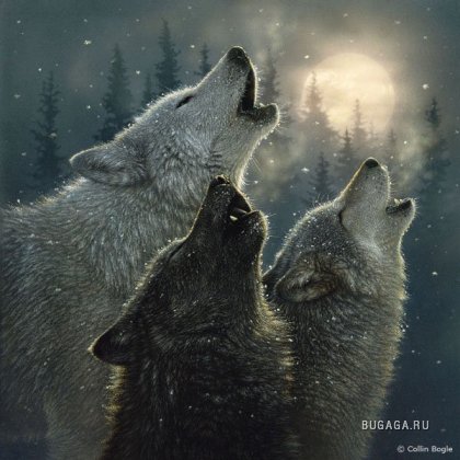 Волки..