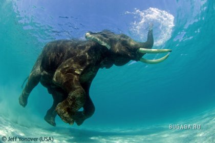 Великолепные фотографии природы и животных, победители конкурса Shell Wildlife Photographer