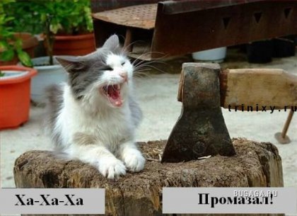 Подборка: коты говорят!