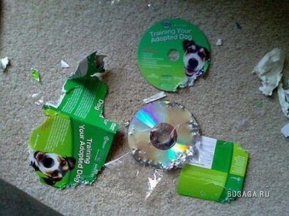 Прикольные картинки (40 фото) 