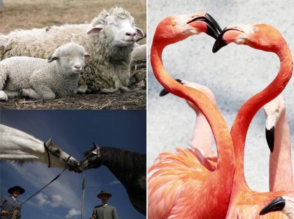 В мире животных: фотографии недели
