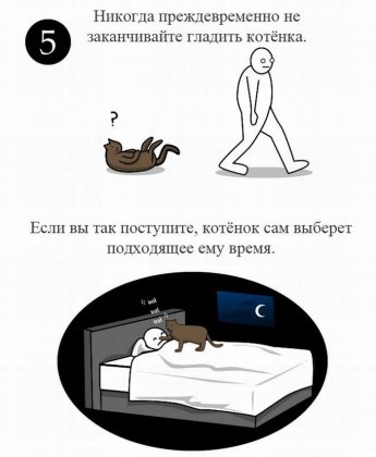 Как правильно ласкать котенка