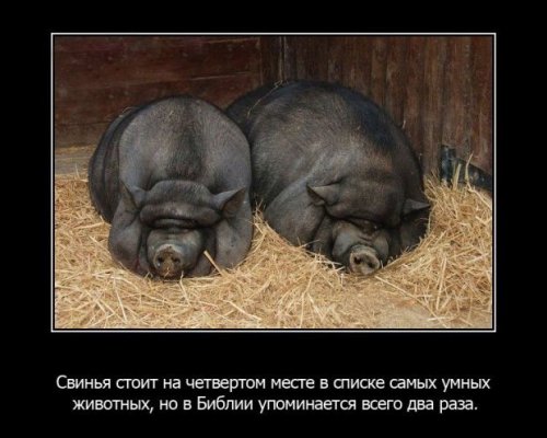 Интересности в картинках (часть 3)