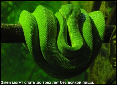 Интересности в картинках (часть 3)