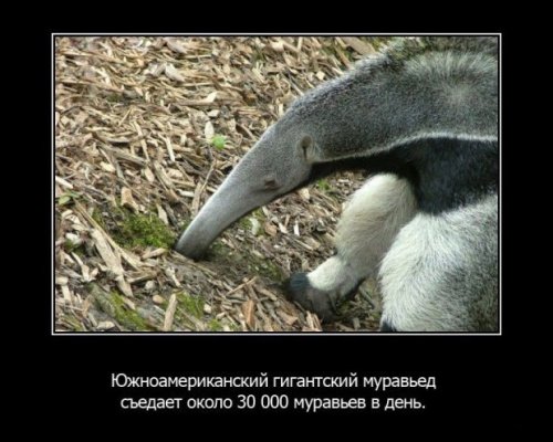 Интересности в картинках (часть 3)