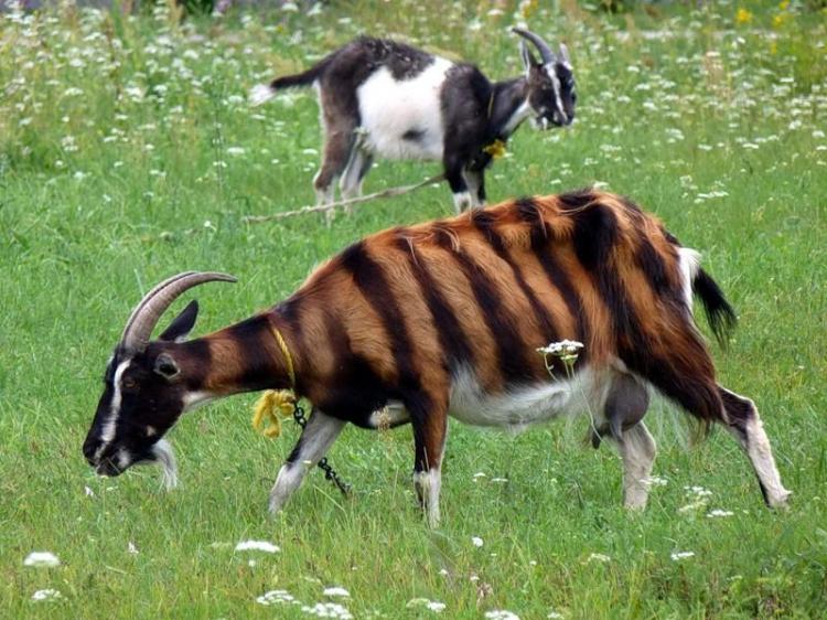 http://www.bugaga.ru/uploads/posts/2011-09/1315481887_tiger_goat_01.jpg