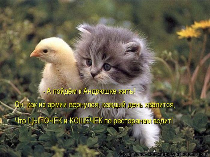 http://www.bugaga.ru/uploads/posts/2011-09/1317371460_koshki-1.jpg