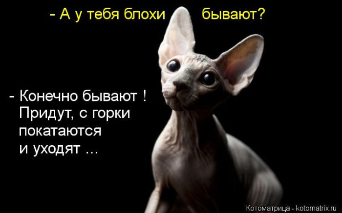 http://www.bugaga.ru/uploads/posts/2012-07/1342770028_kotomatricy-2.jpg
