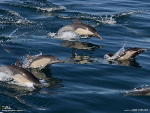 Лучшие фото за неделю от National Geographic (7 шт)