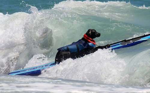 В Уэст-Палм-Бич впервые прошёл чемпионат по сёрфингу среди собак (18 фото)
