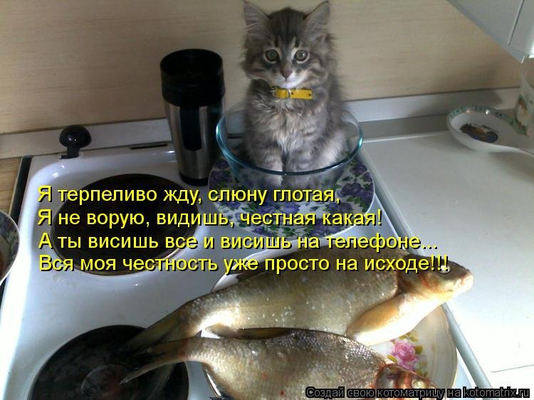 http://www.bugaga.ru/uploads/posts/2013-09/1379241669_kotomatricy-3.jpg