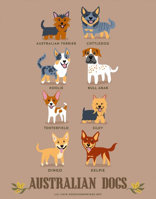 Происхождение пород собак в очаровательных постерах Лили Чин (11 шт)
