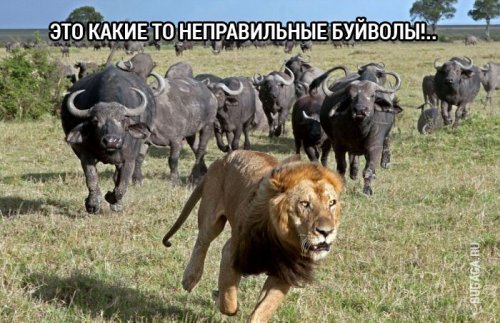 Юмор в прикольных картинках (42 шт)