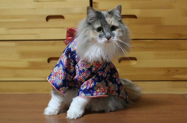 Картинки по запросу Кошки в кимоно – это тренд в Японии!