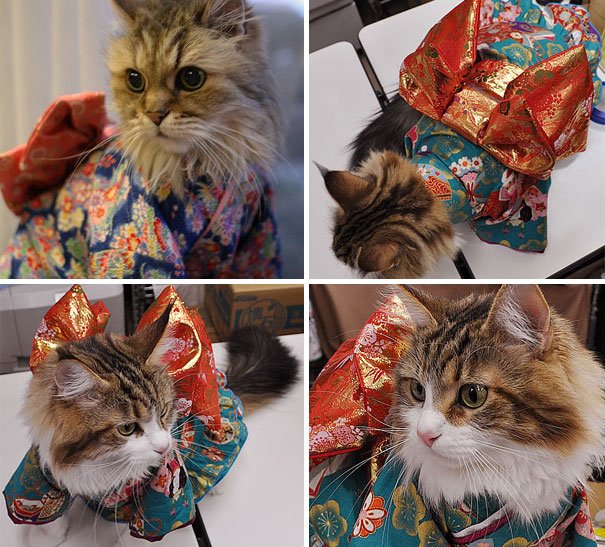 Картинки по запросу Кошки в кимоно – это тренд в Японии!