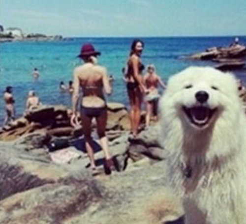 Собаки – на пляже валяки (10 фото)