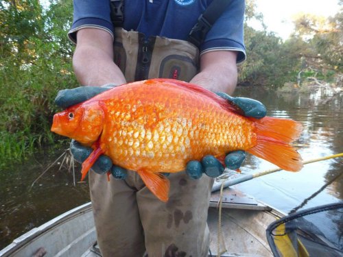 Аквариумные золотые рыбки, выпущенные на волю, превращаются во вредителей (2 фото)
