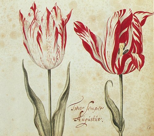 Semper Augustus: Самый редкий и дорогой сорт тюльпанов (6 фото)
