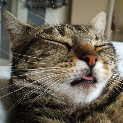 Смешные спящие кошки (17 фото)