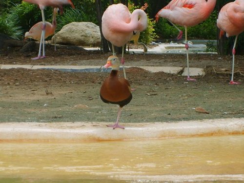 Утки, решившие, что они фламинго (9 фото)