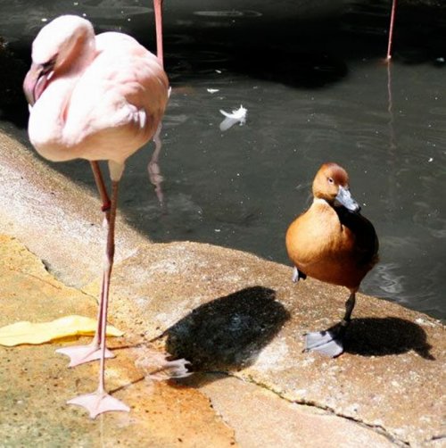 Утки, решившие, что они фламинго (9 фото)