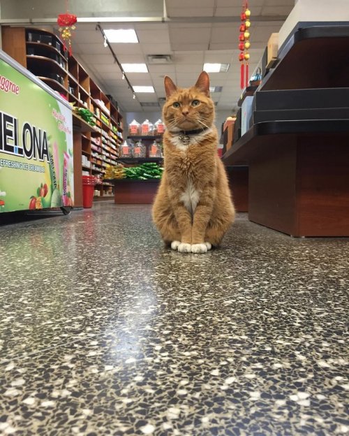 Рыжий кот Бобо, который работает в магазине (8 фото)