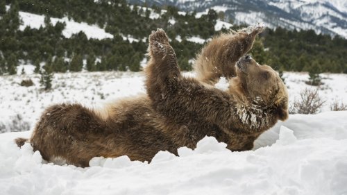 Животные радуются снегу (13 фото)
