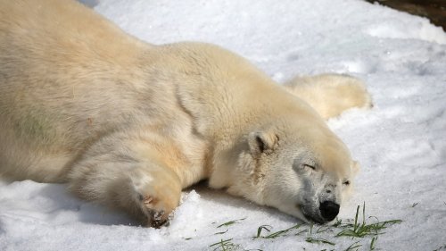 Животные радуются снегу (13 фото)