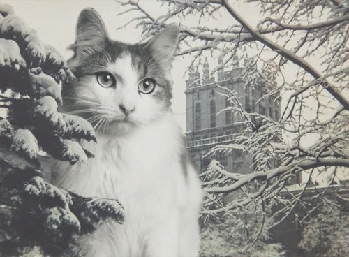 Художница создала предновогодние фотоколлажи с кошками, которые ищут новый дом и любящих хозяев (10 фото) 