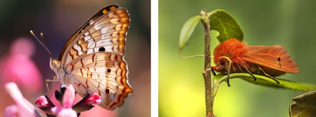 Как мотылька отличить от бабочки