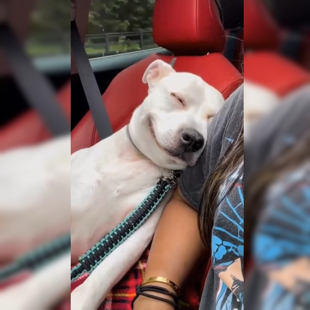 После просмотра этого видео вам захочется обнять свою собаку