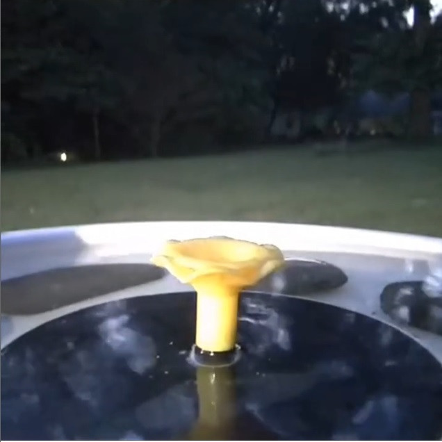 Очень странная птица