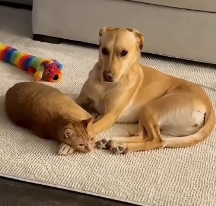 Живут как кошка с собакой