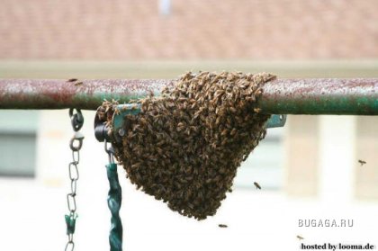 Как избавится от пчёл? &gt;&gt; Не повторять! &lt;&lt;